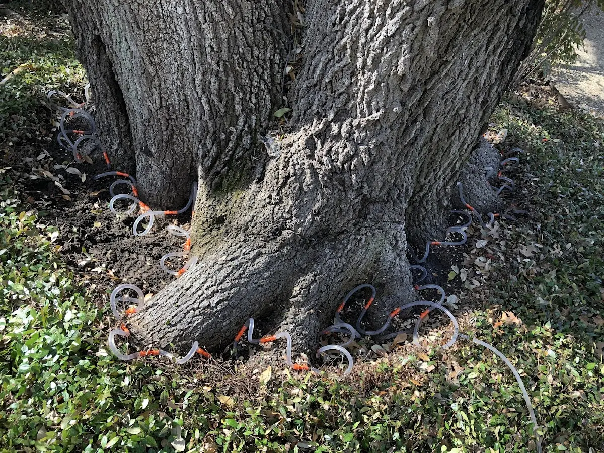 Detailed Tree Cabling and Bracing job site in Hurdland